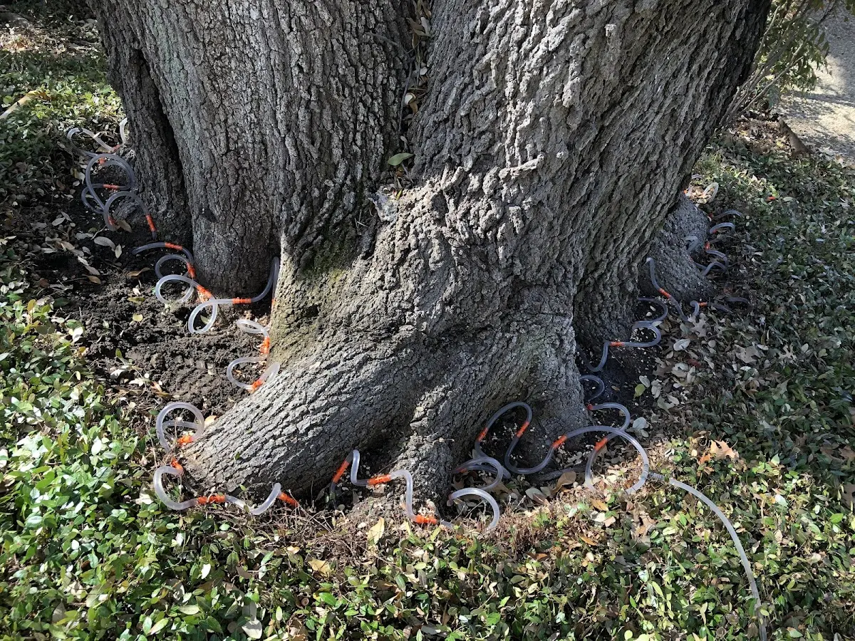 Detailed Tree Cabling and Bracing job site in Burlison