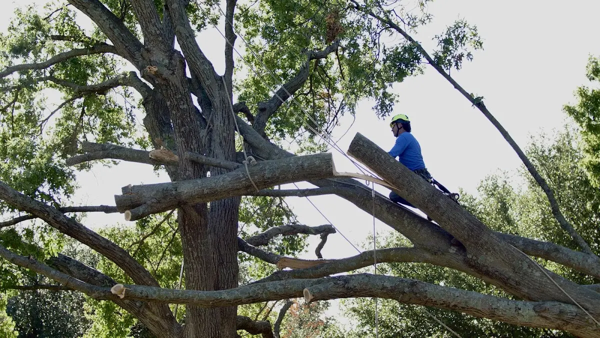 Professional Hazardous Tree Removal performed by certified arborists in Burlison