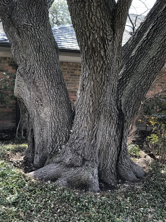 Mature heritage tree close to a Burlison property cared for by certified arborists