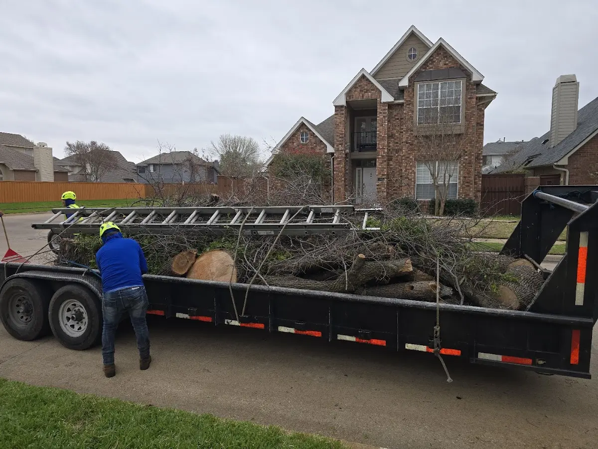 Expert Tree Pest Control with proper safety equipment in Burlison